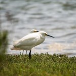 Une aigrette dans la lagune de Bolinas, juste derrière Stinson Beach.