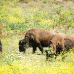 Les bisons du Golden Gate Park, tout près de l'arrivée de la course.