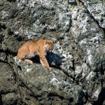 Un lynx qui attendait en bas de la falaise vers « Point Bonita », tout près de l'eau, on se demande un peu ce qu'il allait y chercher.