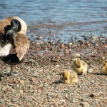 Des bébés oies, tout mignons.