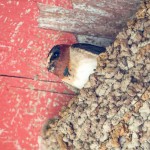 Une hirondelle à front blanc (en version orignale : « American Cliff Swallow ») nichant sous le toit d'une cabane.