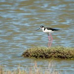 Une échasse d'amérique, un grand classique des bords de mer en Californie.