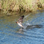 Plusieurs dizaines d'hirondelles se succédaient en rase-motte pour boire de l'eau dans une petite mare. Probablement l'un des seuls points d'eau douce.