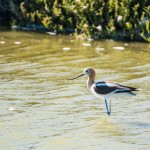 Une avocette d'amérique.
