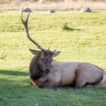 Un wapiti (l'espèce de cerf que l'on trouve en Amérique du nord) avec un bois en moins, allongé dans un jardin à Mammoth Hot Springs.