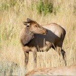 Une femelle wapiti, juste à côté de Mammoth Hot Springs.