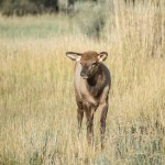 Et un jeune de l'année.