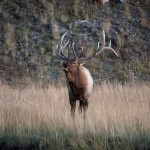Un gros mâle wapiti en plein brame. La photo est un peu floue car il faisait quasiment nuit à ce moment là.