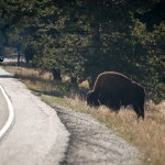 Le premier bison que nous avons vu, qui mangeait tranquillement au bord de la route. Nous en avons vu des centaines ensuite.
