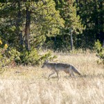 Un coyote qui se promène à côté de la route la plus passante du parc menant au « Old Faithful ».