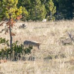 Il a repéré quelque chose dans la terre.