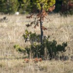 Après avoir gratté un peu dans la terre, notre coyote se cache derrière un arbre pour manger la petite bestiole qu'il a attrapée.