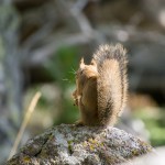 Un écureuil qui mange une pomme de pin au soleil.