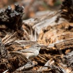 Un troglodyte : nous avons été assez surpris par le peu d'oiseaux que nous avons vu, mais c'est peut-être simplement qu'ils ont déjà tous migré vers des régions plus chaudes.