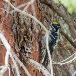 Un pic à dos rayé (« American three-toed woodpecker » en anglais) en train de chercher à manger sous l'écorce d'un arbre.