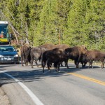Un troupeau de bisons qui traverse la route : le car de touristes chinois n'a plus qu'à attendre !