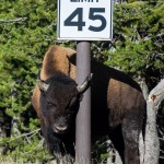 Les bisons aiment bien se frotter contre les arbres (ils ont tous l'écorce à moitié arrachée sur 1 mètre en bas).