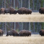 Deux bisons mâles qui s'affrontent à la tombée de la nuit.