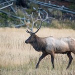 Un mâle wapiti, peut-être le même que celui que nous avions vu la veille au même endroit, à peu près à la même heure.