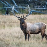 Ce coup-ci il est passé juste à côté de nous, à moins de 50 mètres, et n'avait pas l'air d'être dérangé par les touristes avec leurs appareils photo.