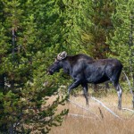 Un élan (probablement un jeune car ses bois sont tout petits), que nous avons pu voir de justesse avant qu'il ne s'enfonce dans les bois, et uniquement parce qu'il y avait 10 voitures arrêtées au bord de la route.