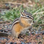 Un chipmunk en train de manger une fleur.