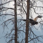 Un pygargue à tête blanche (« Bald eagle » en anglais, le symbole des États-Unis) alors qu'il vient de s'envoler de la branche sur laquelle nous l'avons repéré.