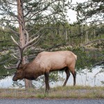 Un wapiti au bord de la route, pris en photo par Laetitia pendant que l'on passait à côté en voiture.
