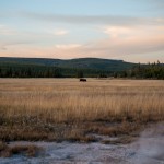 Un bison dans la plaine au coucher du soleil.