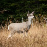 Un « mule deer », avec le bout de la queue noire qui permet de les distinguer des femelles wapiti.