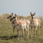 Un groupe de femelles « Pronghorn », les antilopes d'Amérique.