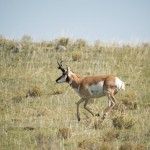 Un mâle pronghorn avec ses cornes à la forme caractéristique.