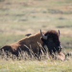 Un étourneau cherchant des insectes sur le dos d'un bison.