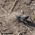 Un « mormon cricket »en train de pondre dans le sol. Il y en avait plein le chemin pendant la balade.