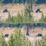 Un grizzly (à environ 1 km) en train de manger une carcasse d'animal. Les deux promeneurs qui nous l'ont indiqué nous ont dit que pas longtemps avant ils étaient deux à se battre pour l'avoir.