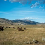 Des bisons et des pronghorn au loin.