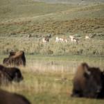 On dirait qu'ils ne se mélangent pas trop, mais ils vivent très bien à côté les uns des autres.