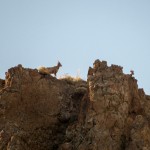 Nous pensons que ce sont des femelles « Bighorn sheep », les mouflons d'Amérique, mais seuls les mâles ont des grosses cornes en spirale.