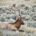 Un wapiti à côté de « Mammoth Hot Springs » sur notre chemin du retour.