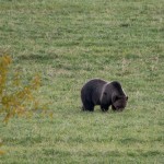 Juste après la sortie du parc en direction du nord, un grizzly qui broute dans un champ à l'extérieur de Gardiner (on n'était qu'à 200m environ, mais avec une grosse rivière entre nous).