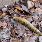 Une « banana slug » (limace banane), un spécimen particulièrement sauvage.